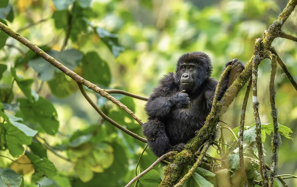 uganda-little-gorilla-bwindi-trekking.jpg