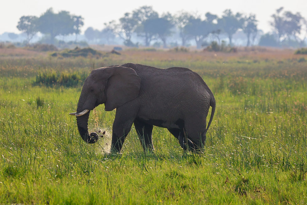 botswana-okavango-delta-elefant-khwai-delta