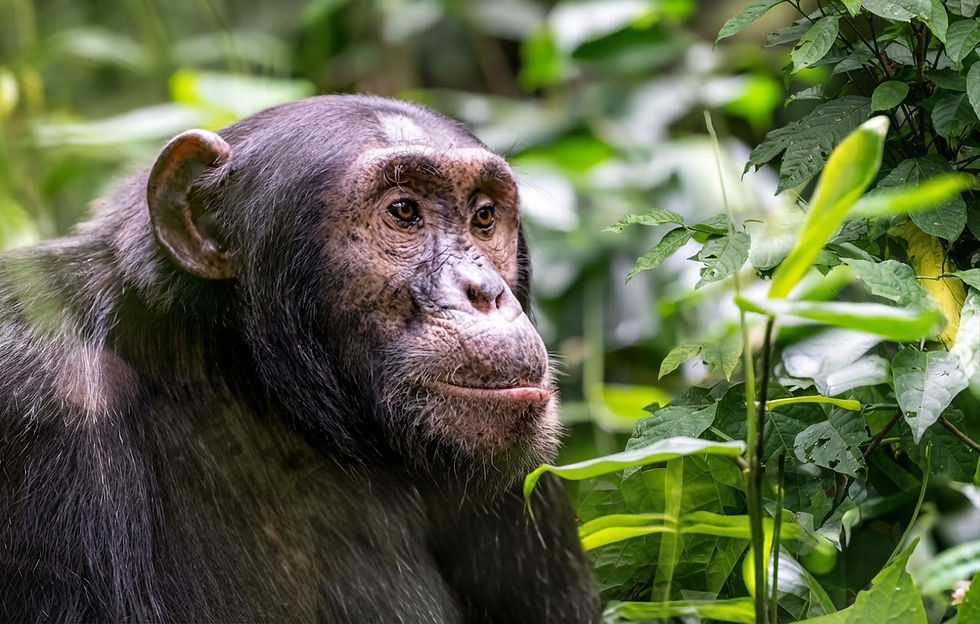 uganda-chimp-kibale-forest-safari-primate.jpg
