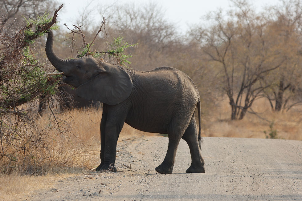 elephant-kruger-dry-season.JPG