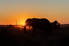 botswana-safari-chobe-savuti-sonnenuntergang-elefant.jpg