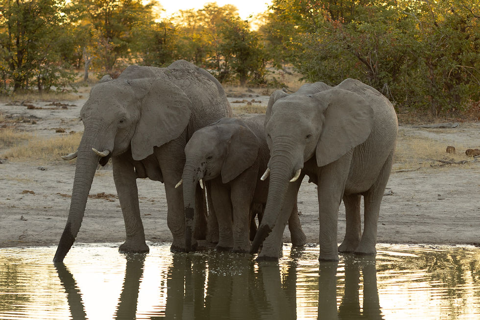 botswana-elephants-waterhole-safari.jpg
