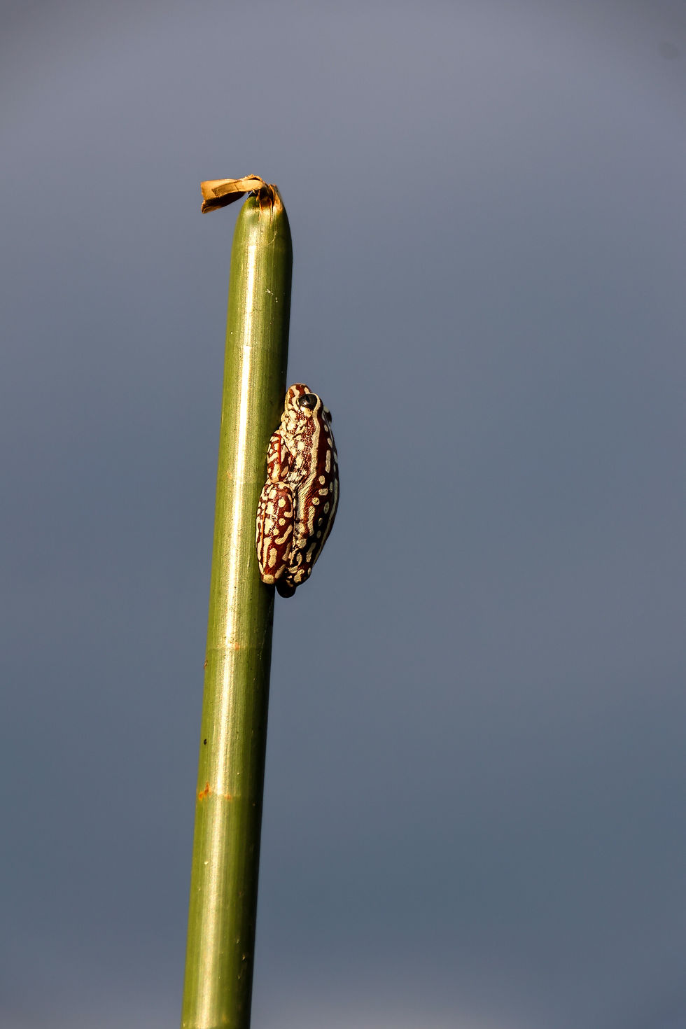 botswana-photography-mokoro_1.JPG