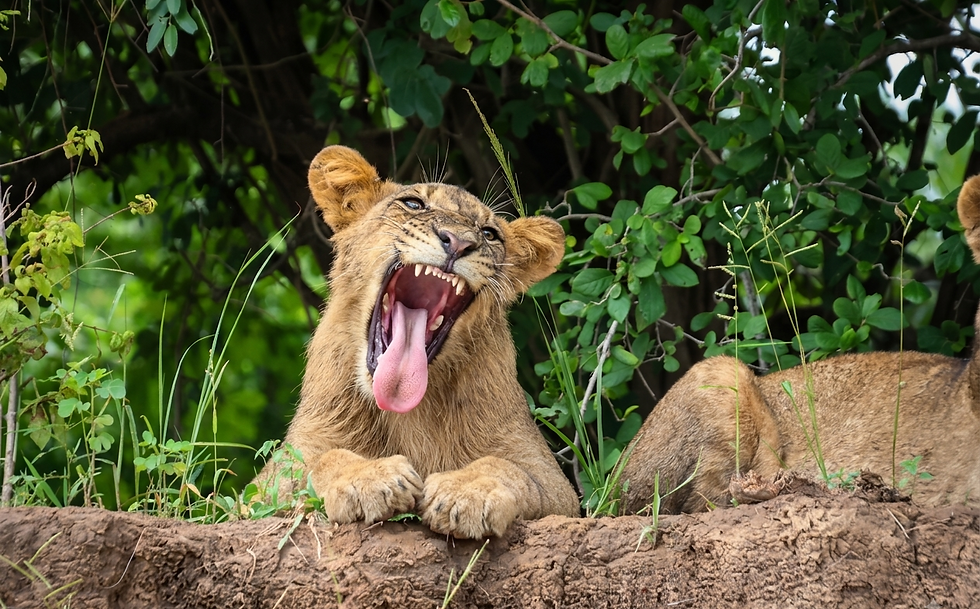 zambia-south-luangwa-lion-safari.png
