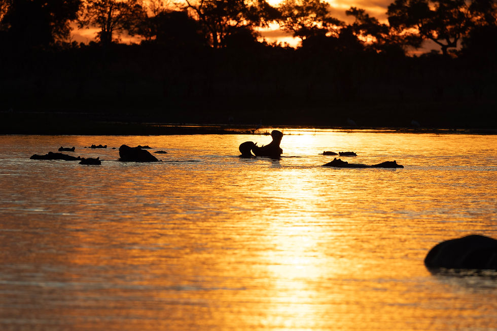 botswana-safari-okavango-mbamba-wasserloch-sonnenuntergang-nilpferde-river.jpg