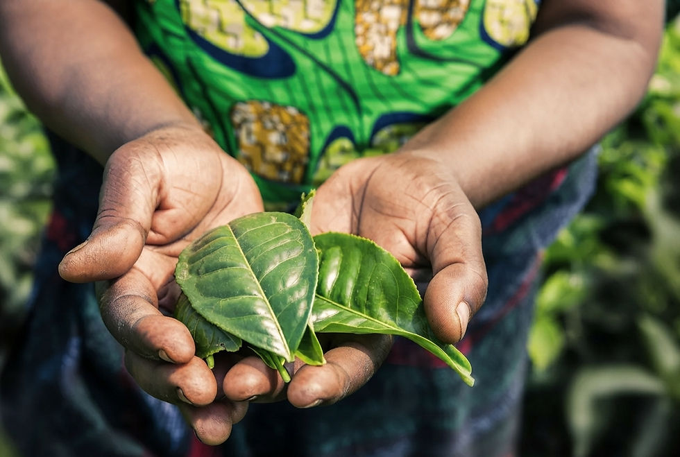 rwanda-tea-leaves-sustainability.jpg