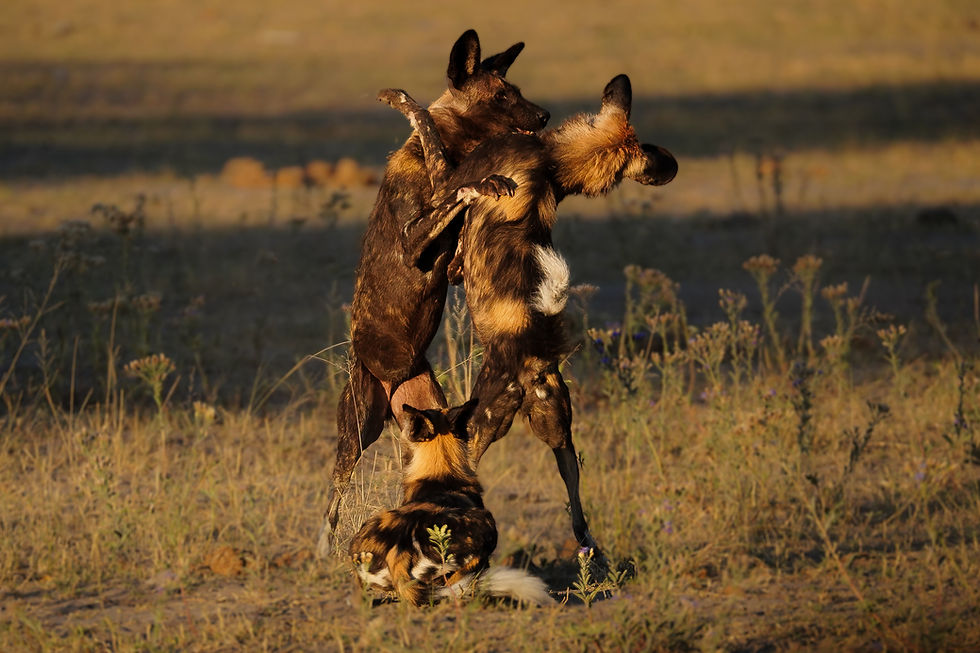 botswana-wilddog-delta-safari.JPG