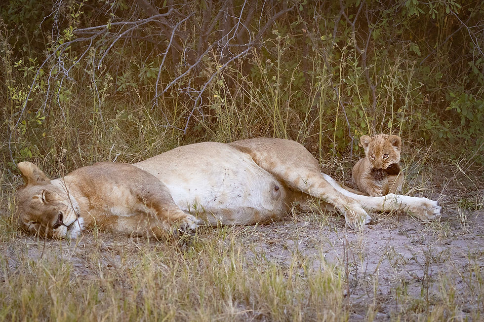 botswana-lion-cub-moremi-safari_edited