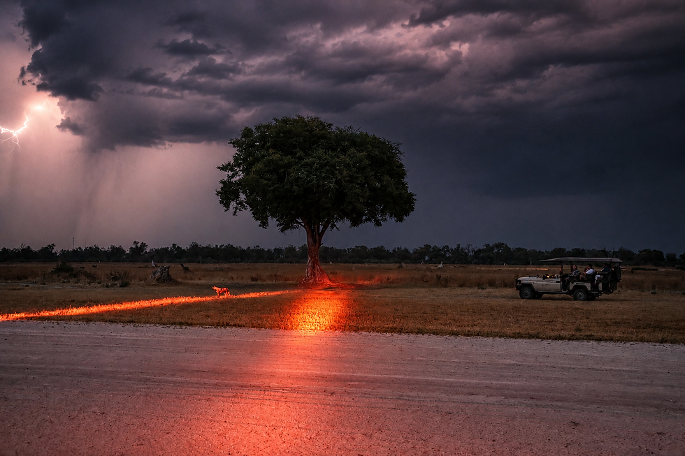 botswana-kanana-storm-wilddog-nightdrive.png
