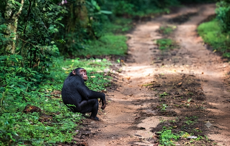 rwanda-chimpanzee-trekking-primates-safari.png
