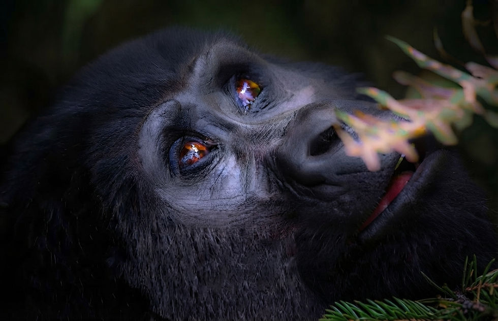 uganda-bwindi-gorilla-safari.jpg