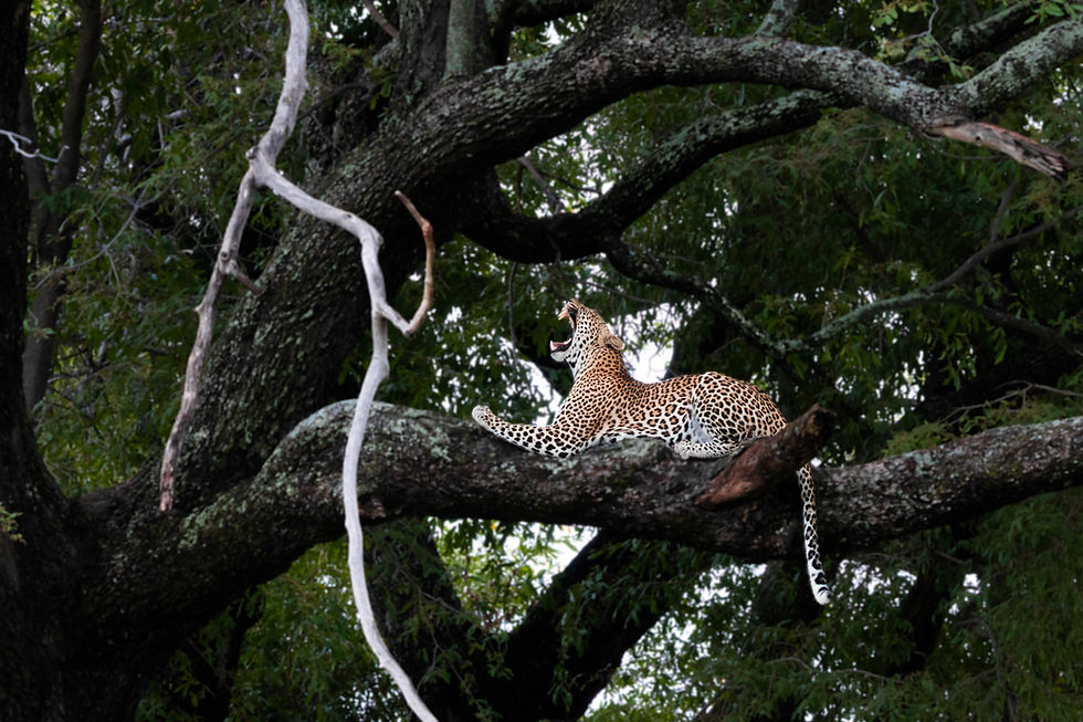 botswana-leopard-safri-luxury.JPG