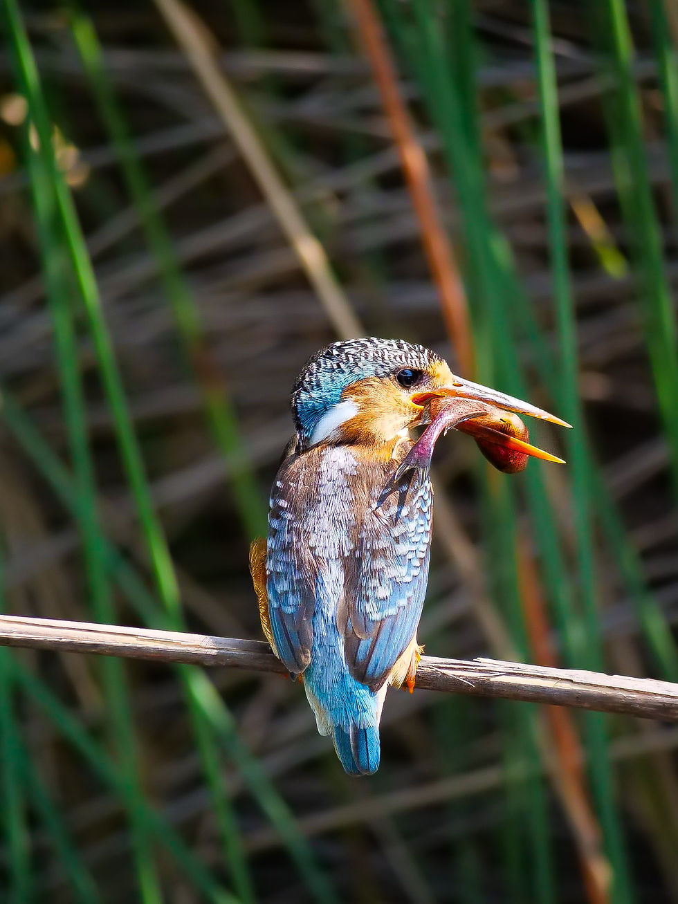 botswana-photography-mokoro_2.JPG