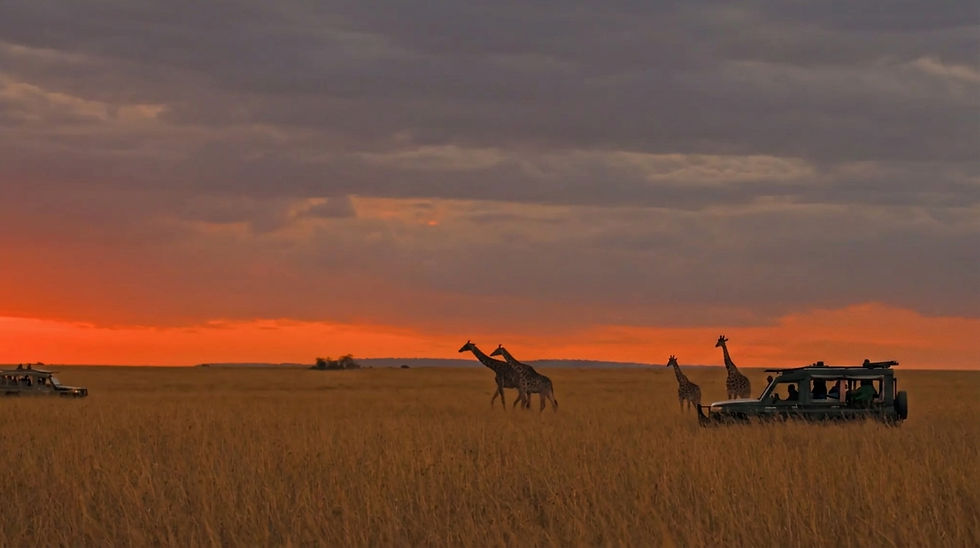 kenya-safari-giraffe-masai-mara.jpg