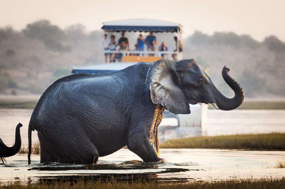 safari-portal-elephants-chobe-river-cruise