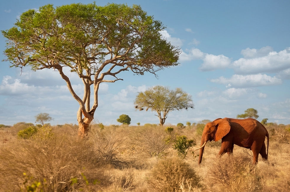 kenya-elephant-tsavo-safari.jpg