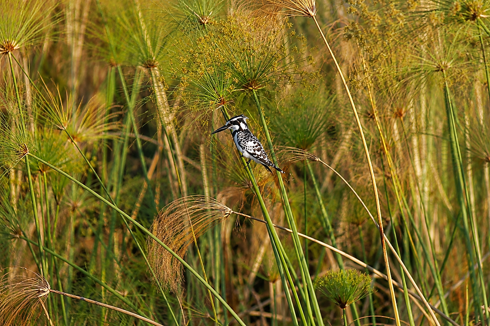 botswana-pied-kingfisher-mokoro-safari
