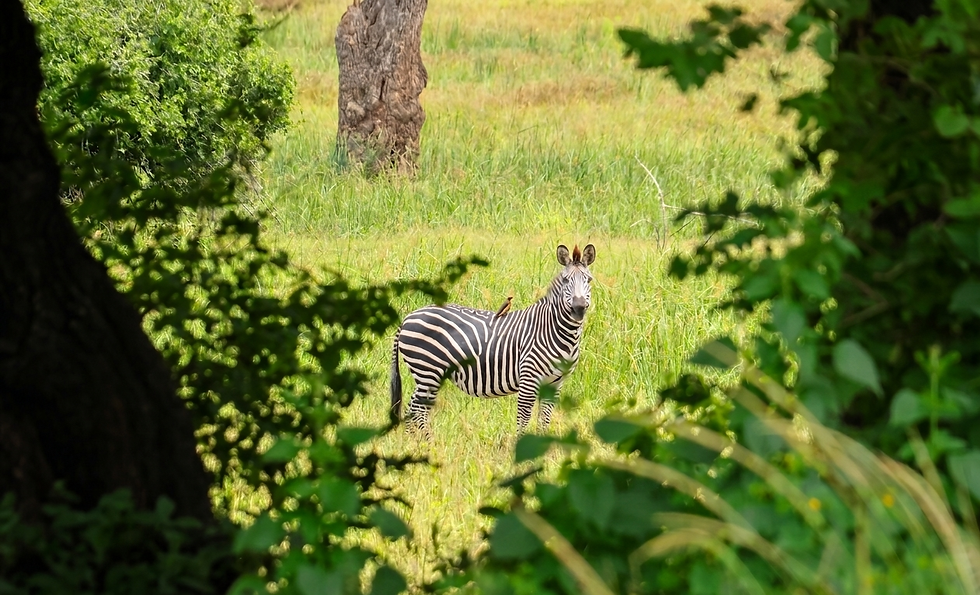zambia-green-season-zebra.png