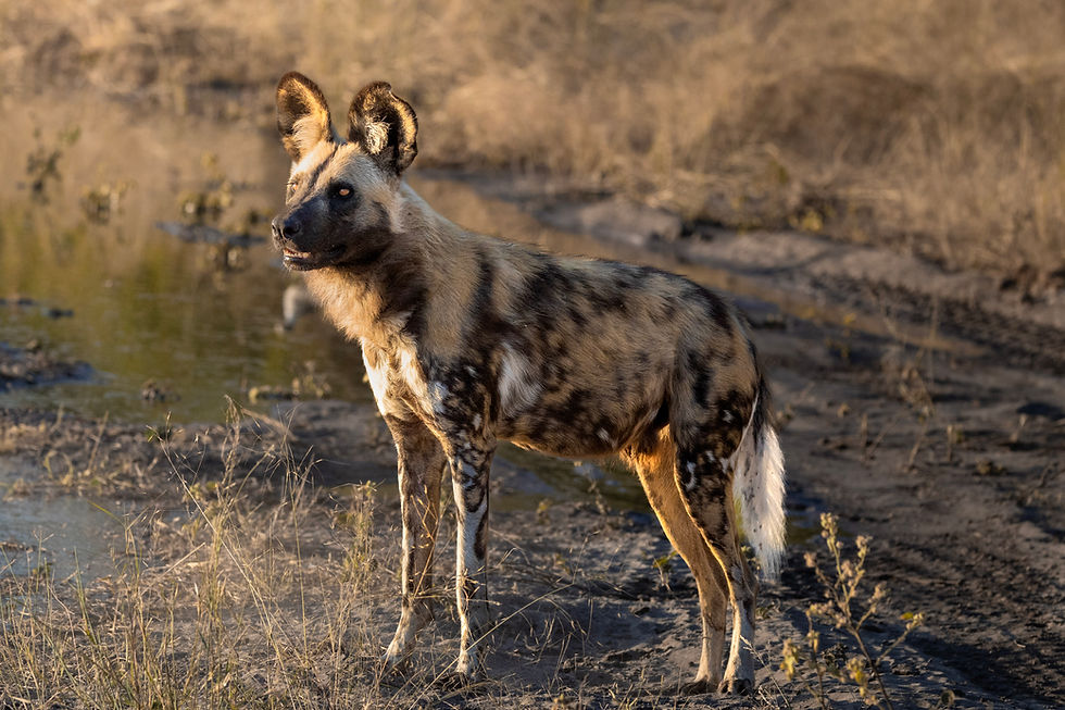 botswana-safari-luxury-wilddog