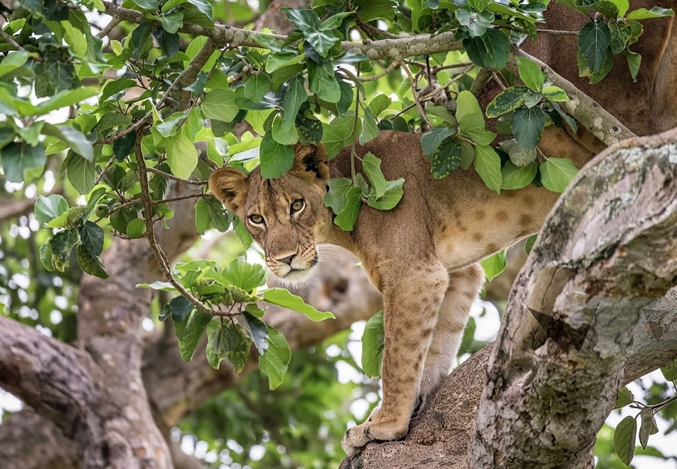 uganda-lion-figtree-queen-elizabeth-national-park-safari.jpg