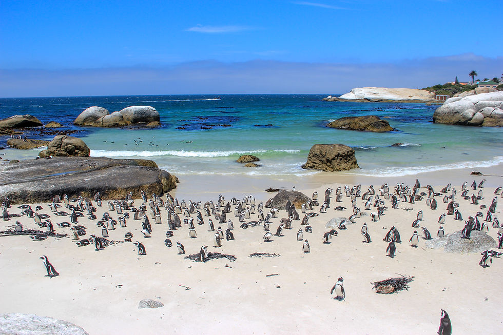 south-africa-boulders-beach-penguins.jpg