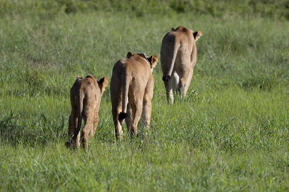 botswana-lions-savuti-safari.jpg
