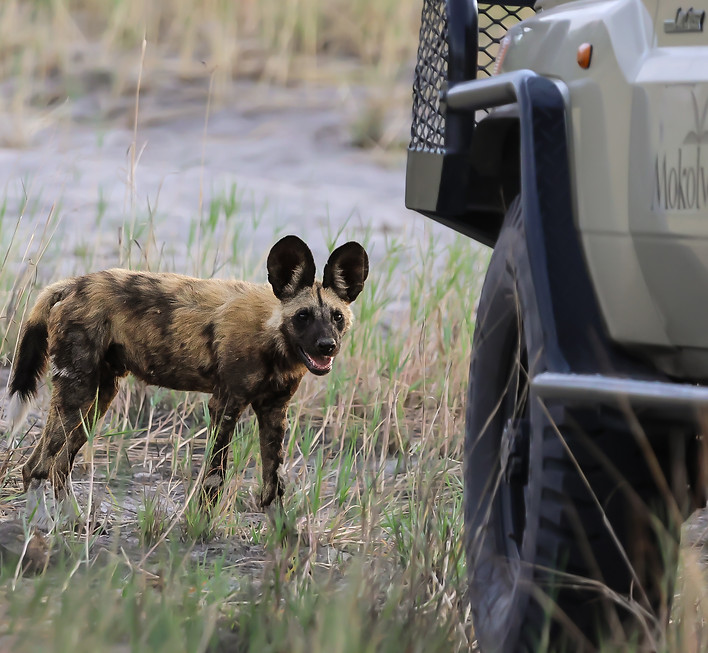 botswana-mokolwane-wilddog-safari