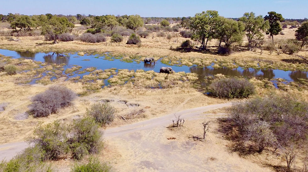 botswana-khwai-river-elephant
