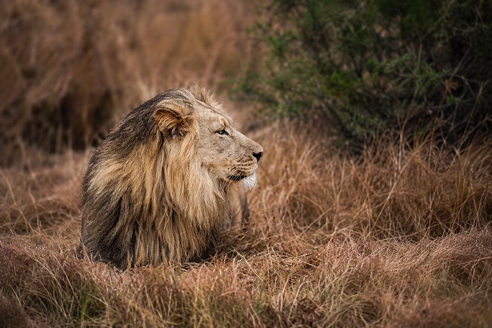 botswana-ckgr-black-mane-lion