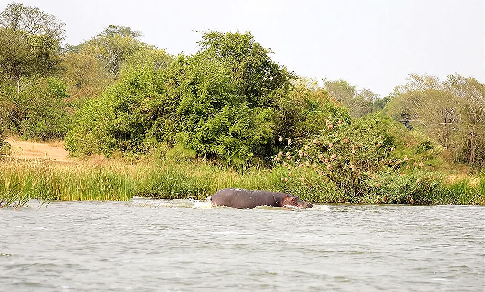 rwanda-lake-ihema-hippo-safari.jpg