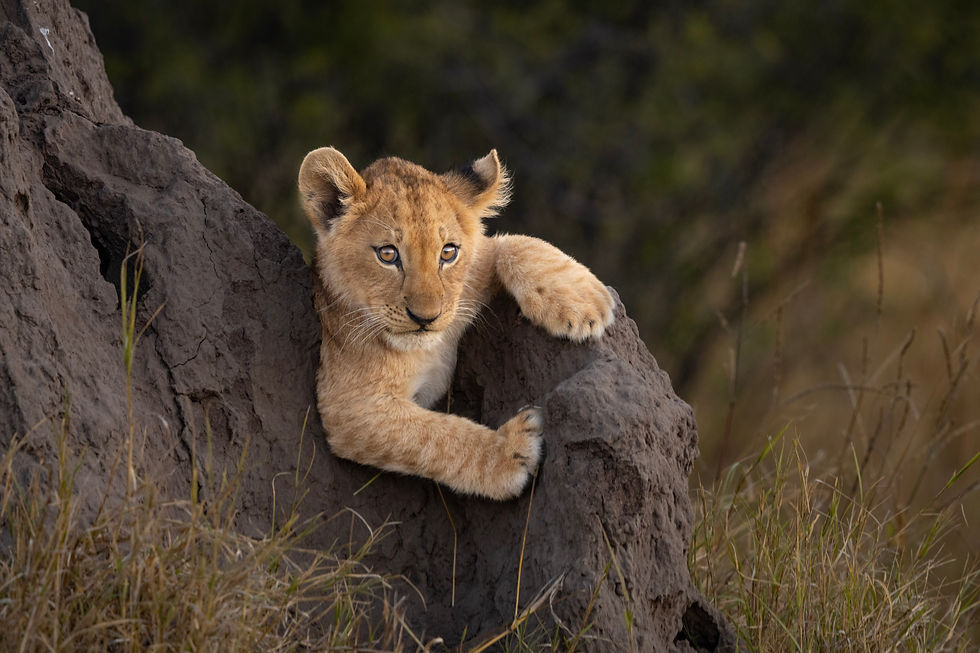 botswana-lion-cub-safari-luxury