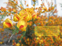 Yellow Flower_Schweitzer