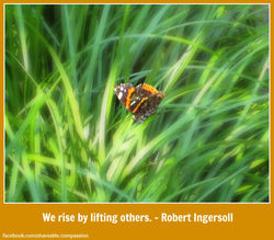 Butterfly_Ingersoll