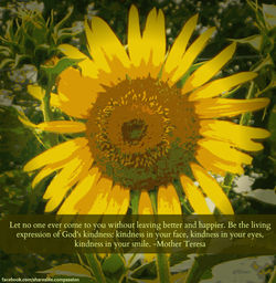 Sunflower_Teresa