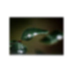 Miniaturbild: Photopaper Poster — Macro Raindrops on Green Leaf Wall Art