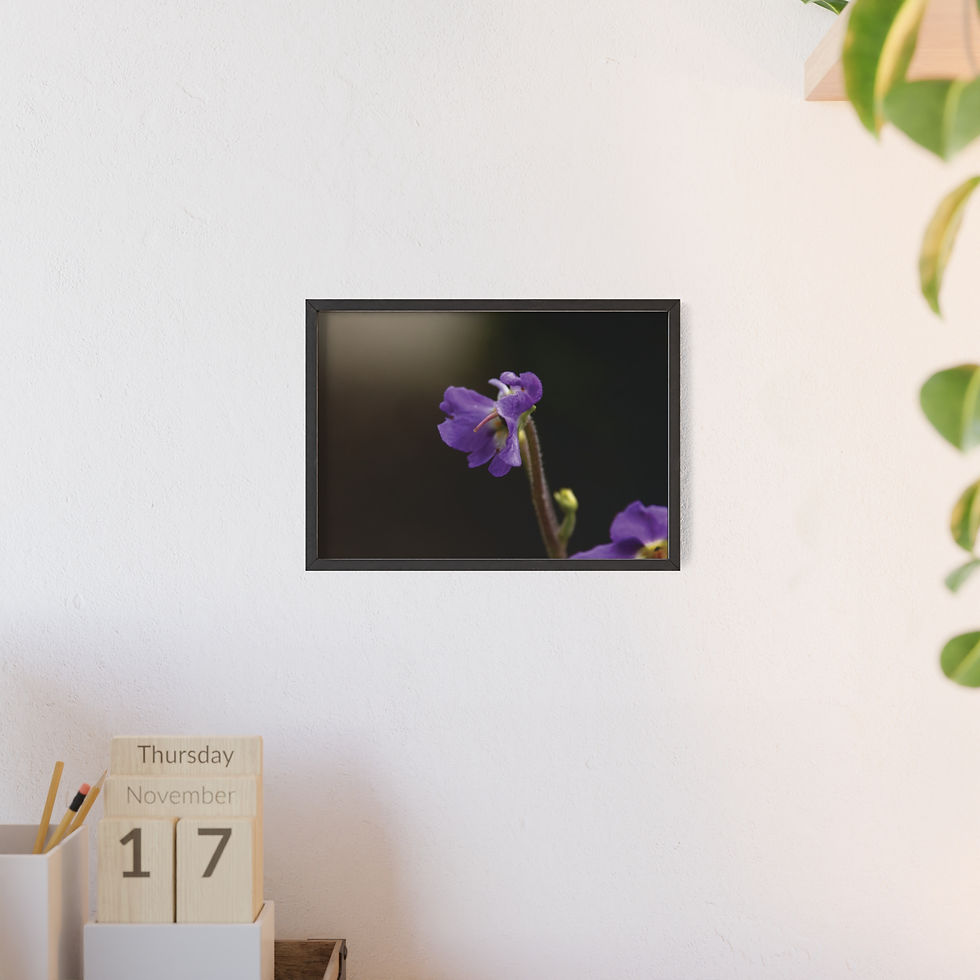 Miniaturbild: Purple Wildflower Poster with Wooden Frame | Botanical Wall Art