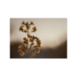 Photopaper Poster — Moody Yellow Wildflower Fine Art Print
