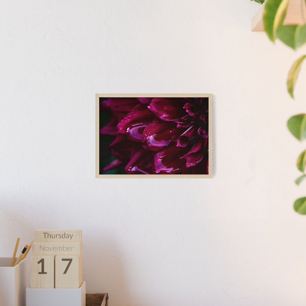 Miniaturbild: Deep Magenta Dahlia Poster frame | Poster