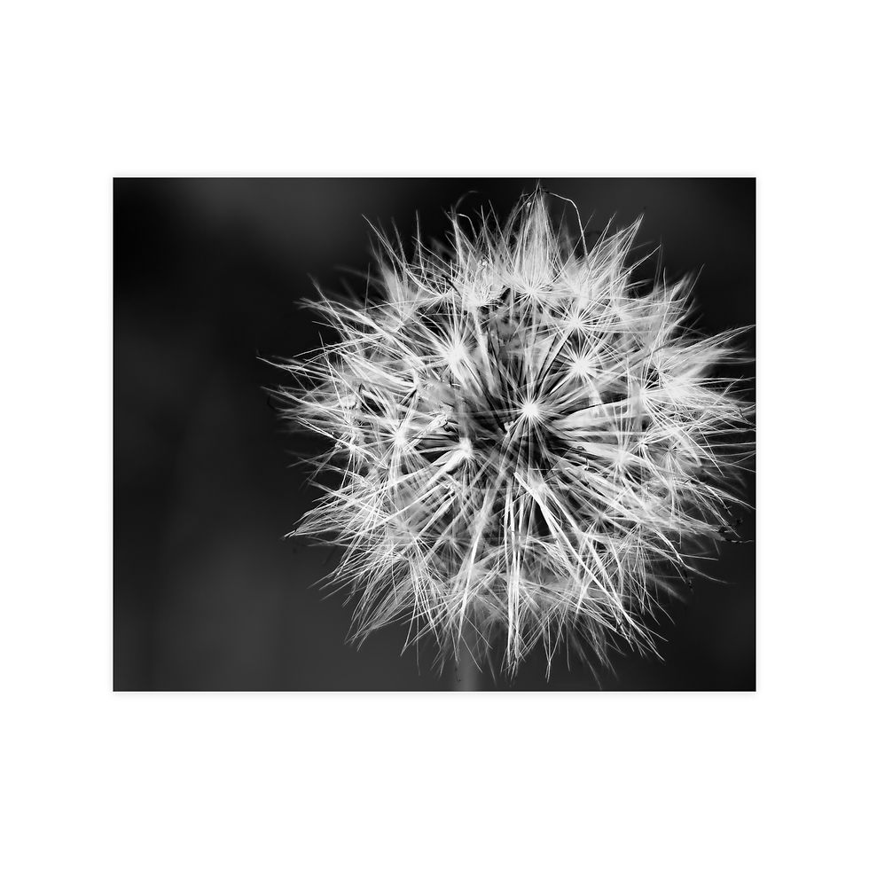 Miniaturbild: Photopaper Poster — Black & White Dandelion Close-Up Wall Art