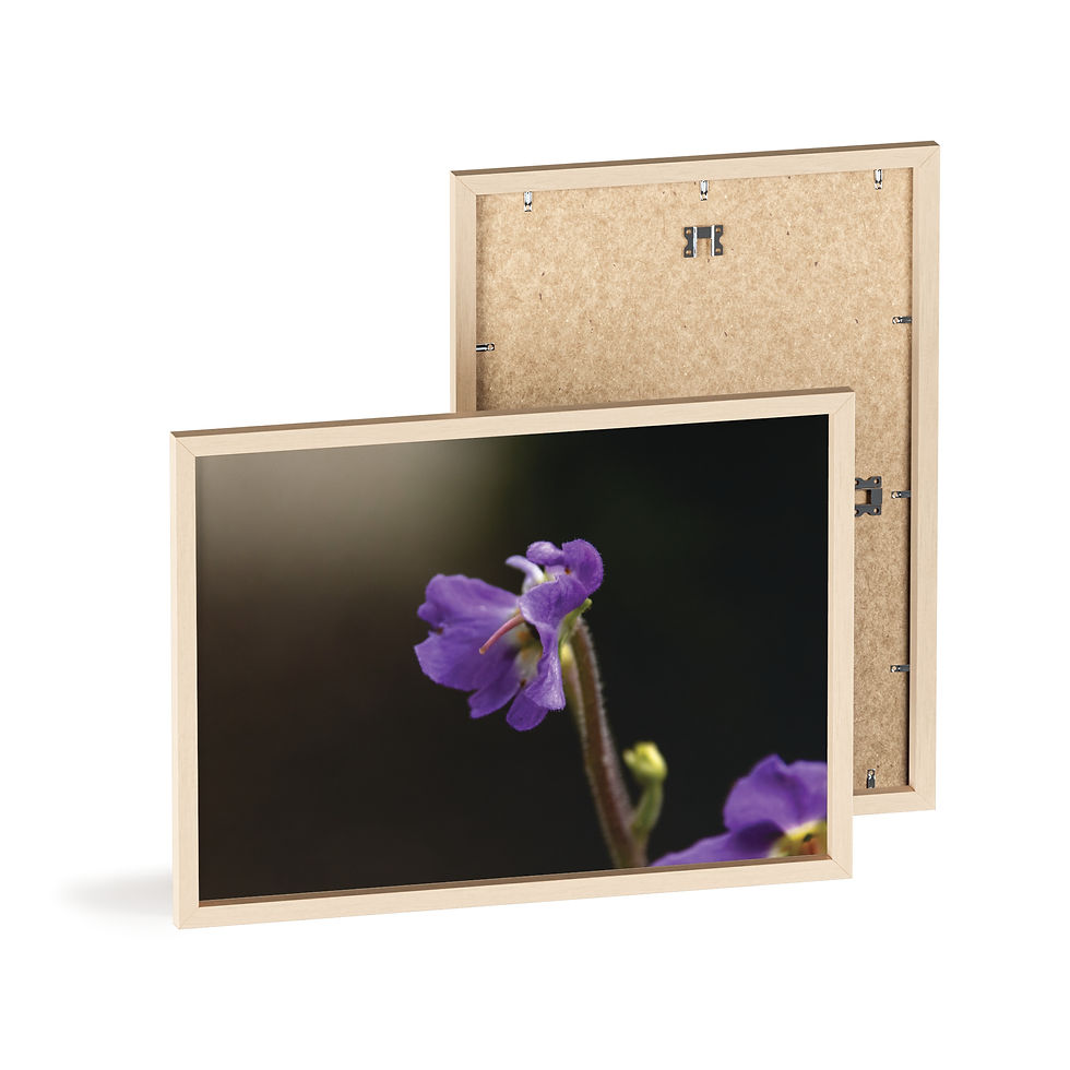 Miniaturbild: Purple Wildflower Poster with Wooden Frame | Botanical Wall Art