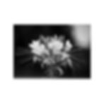 Miniaturbild: Photopaper Poster — Black & White Floral Macro Photography Print