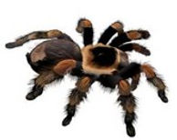 Spider.jpg