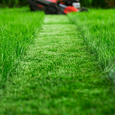 Detailaufnahme der Rasenfläche nach Mulchmähen durch MA Garten & Landschaftspflege
