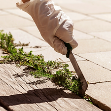 Unkrautbekämpfung ohne chemische Mittel – ökologisch nachhaltig durch MA Garten & Landschaftspflege