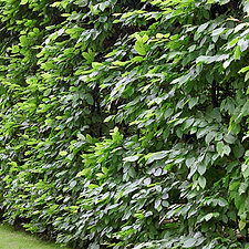 Verwendung moderner Schnittgeräte bei der Heckenpflege durch MA Garten & Landschaftspflege