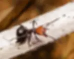 Thatching Ant