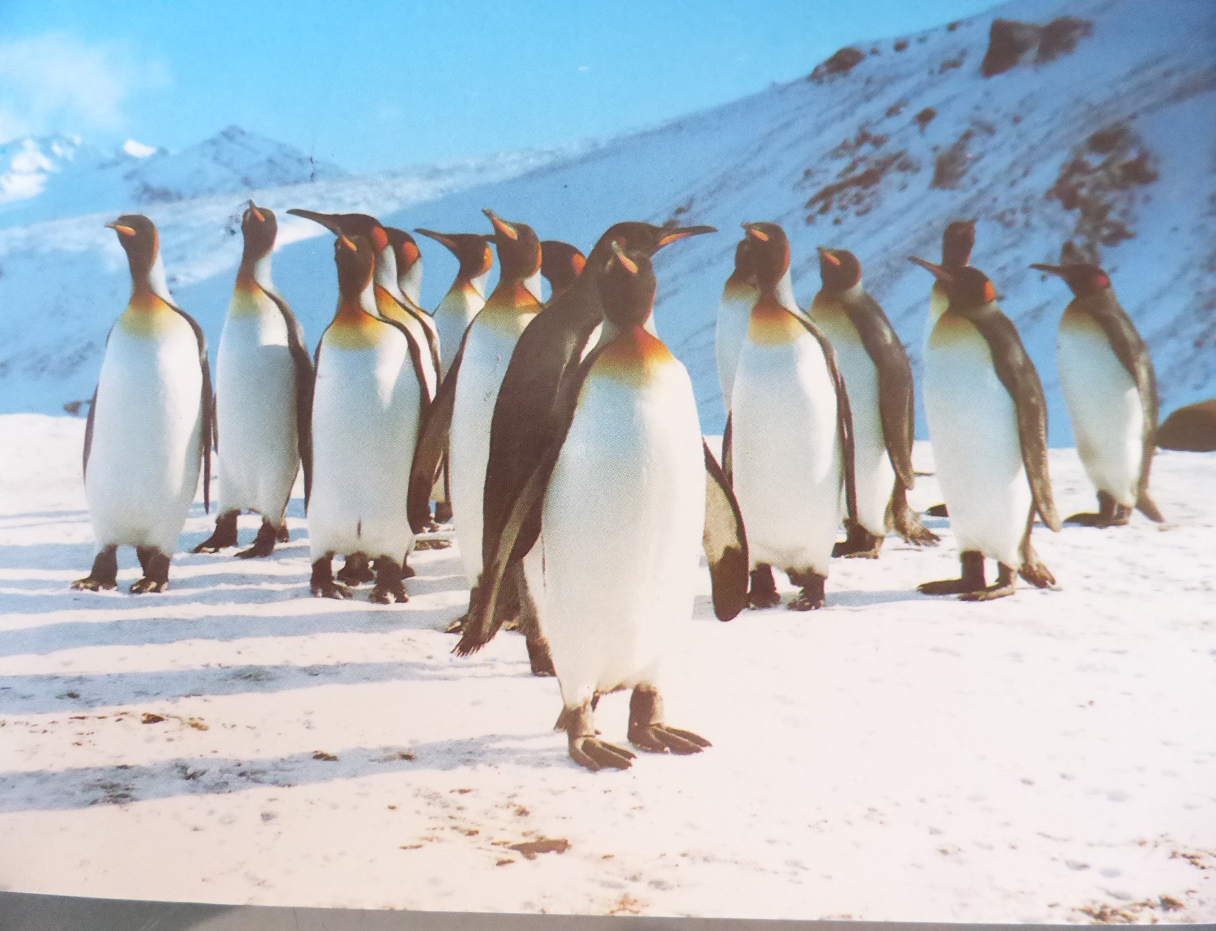 King Penguins at St. Andrews Bay, other images show King Edward Point, and Reindeer on South Georgia.