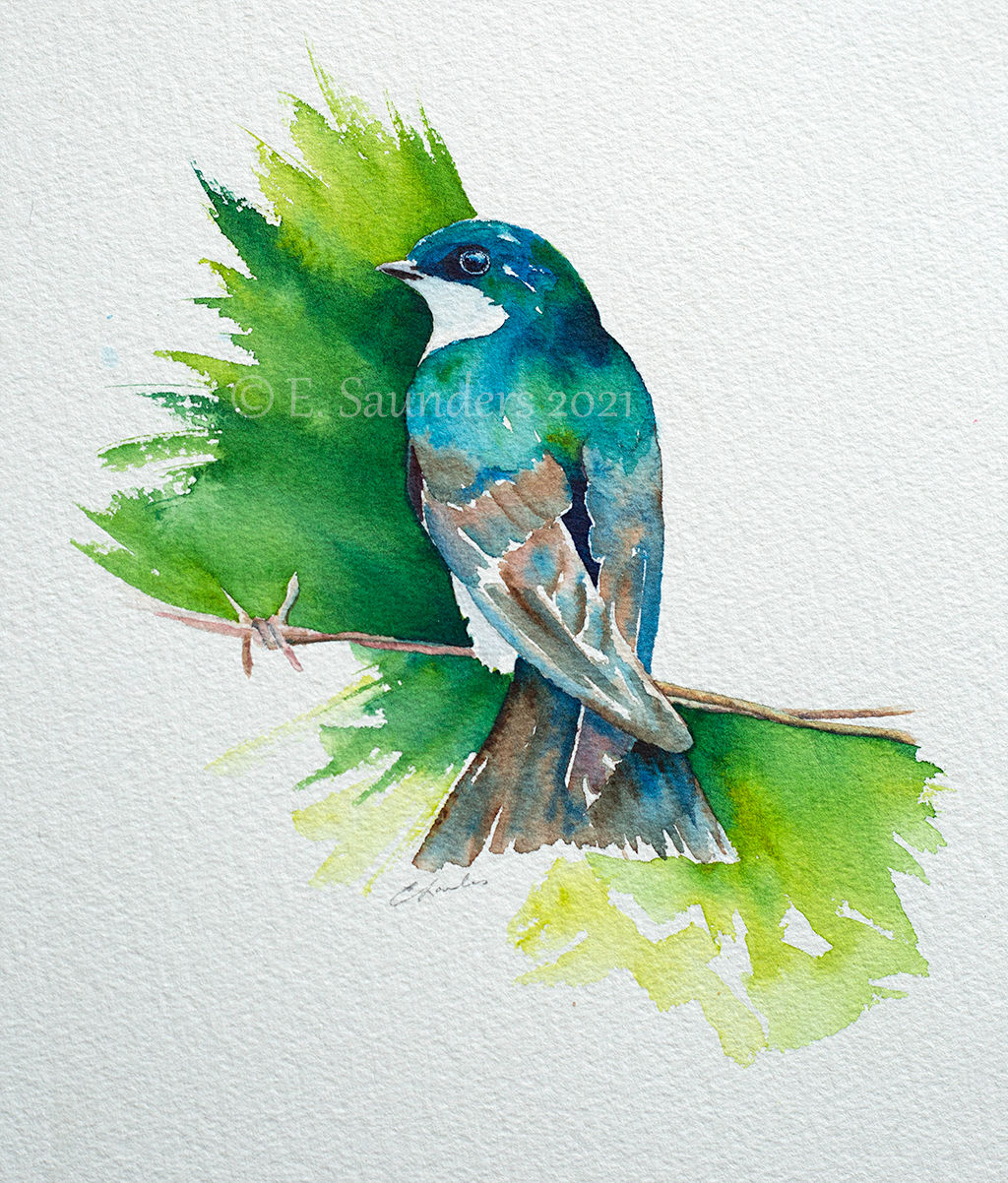 Tree Swallow