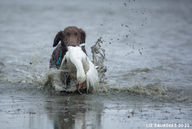 snow goose-8170.jpg
