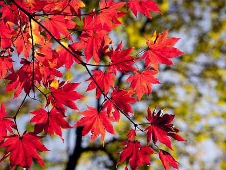 Qi Gong Practice for Autumn: Embracing Nature's Energy Shift